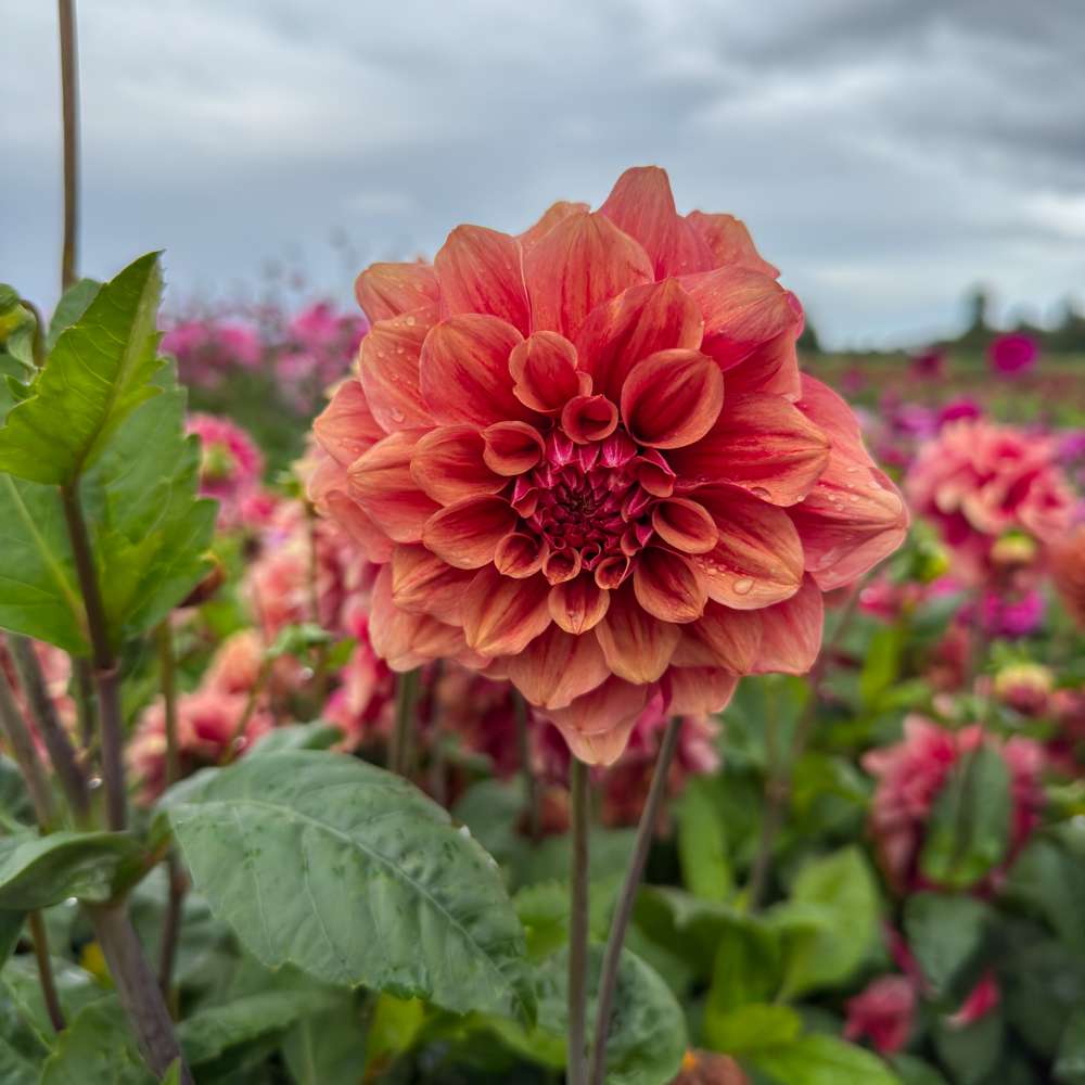 Dahlia 'BV's Dusty Orange'